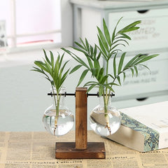 Hydroponic Propagation Transparent Plant Vases