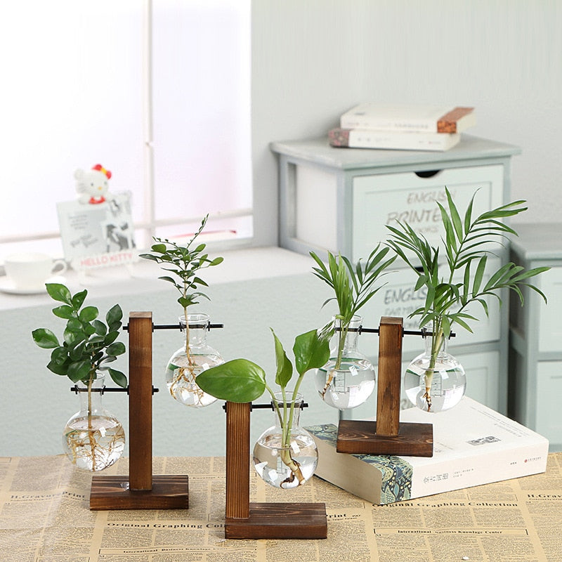 Hydroponic Propagation Transparent Plant Vases