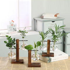 Hydroponic Propagation Transparent Plant Vases